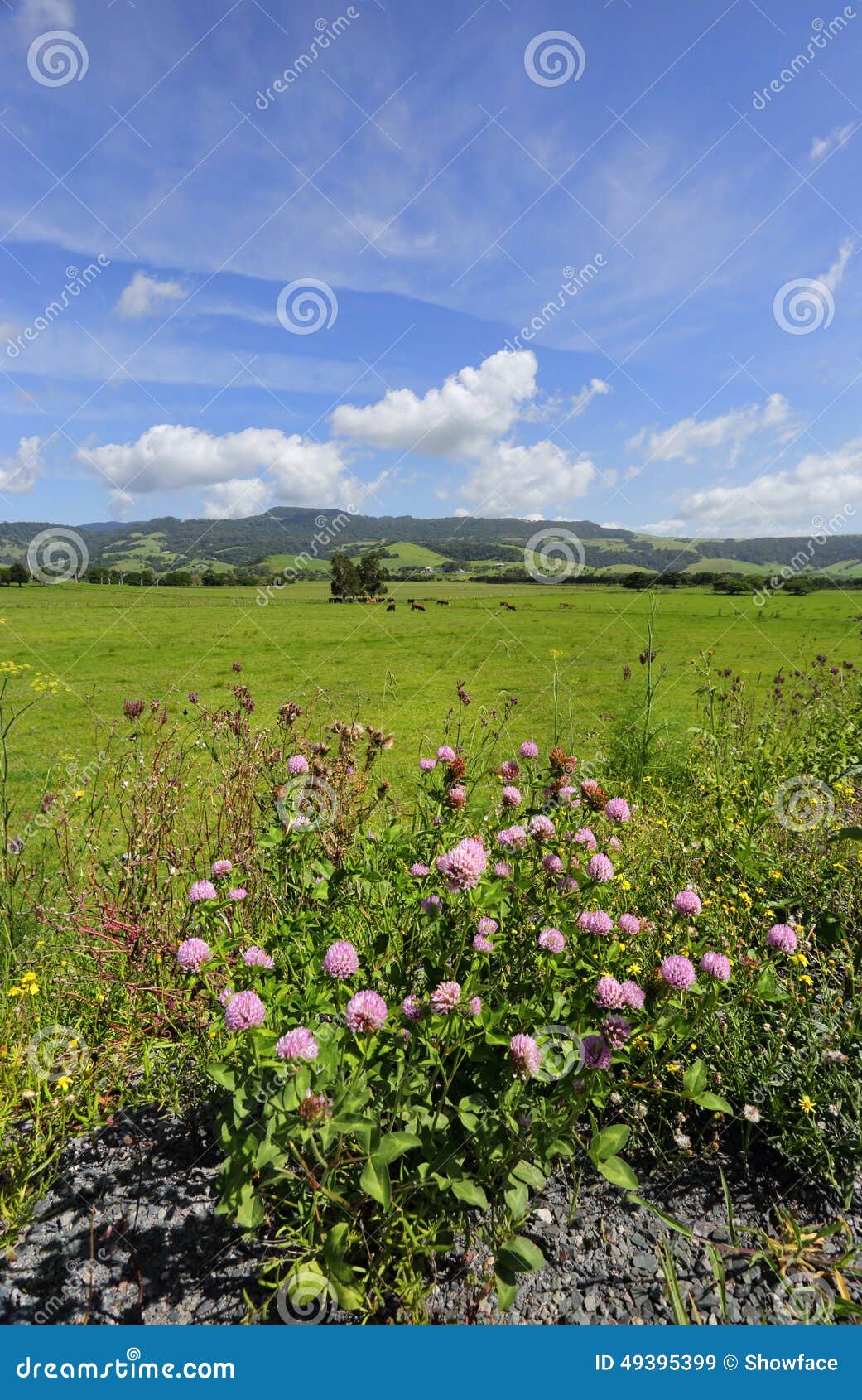 Rose Valley, Kiama Australia Stock Image Image of lush, flowers 49395399