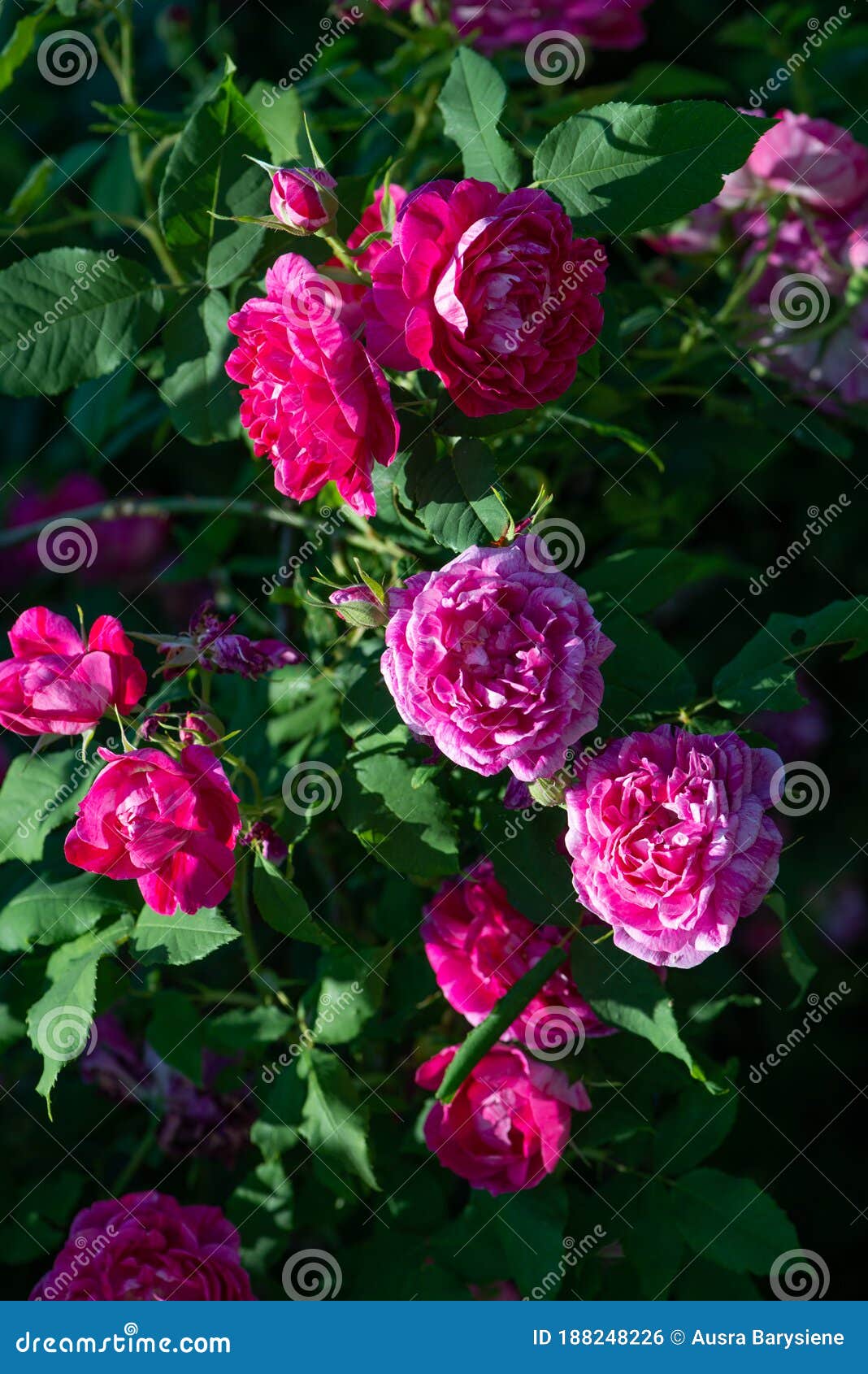 rose variety commandant beaurpaire flowering in a garden