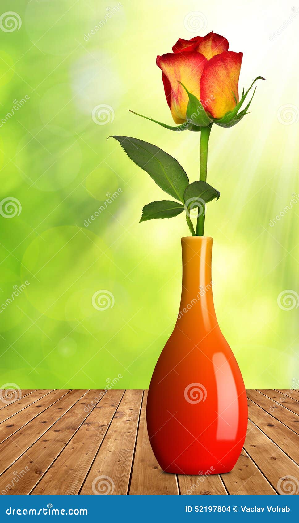 Rose in a vase stock photo. Image of blooming, freshness 52197804