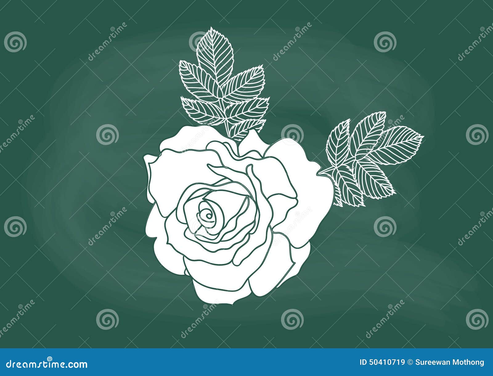 Rose, Vector Of The Rose Flower Drawing On Blackboard Chalk Stock
