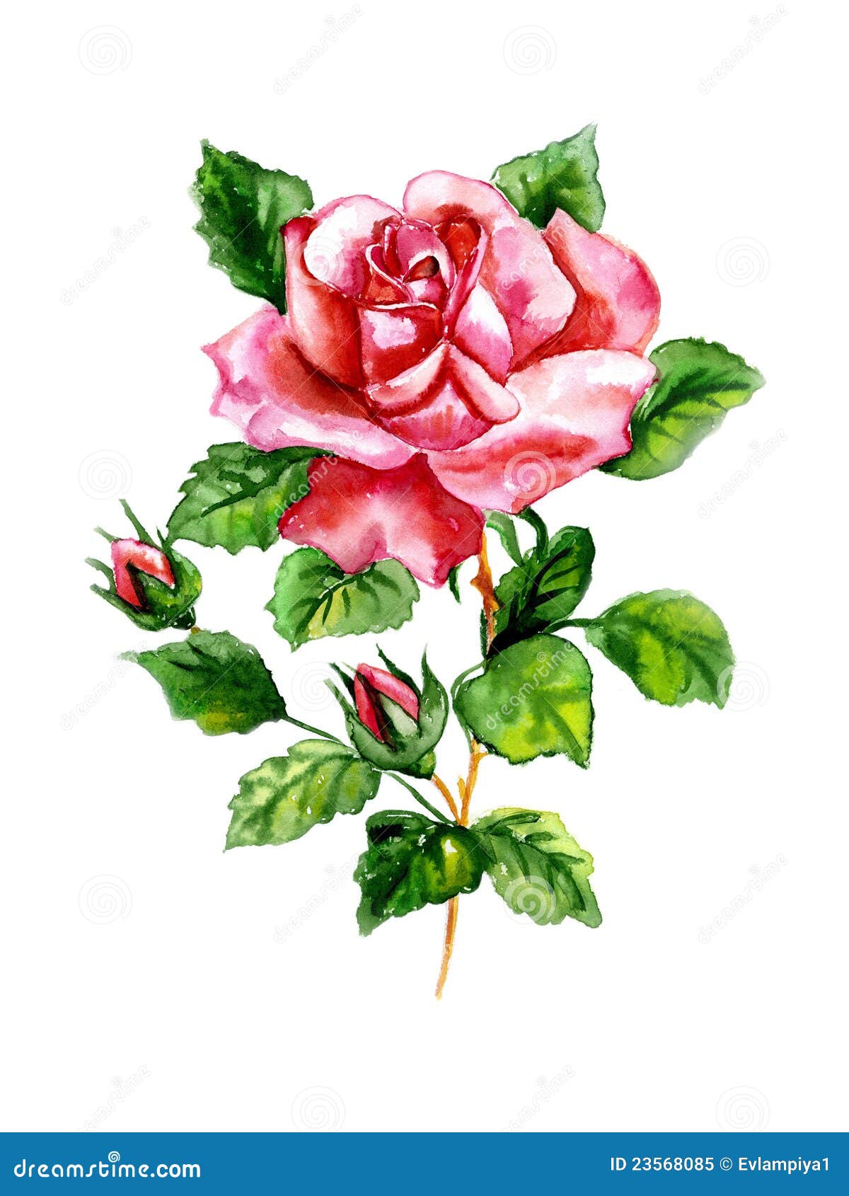 Rose watercolor stock illustration. Illustration of positive - 23568085