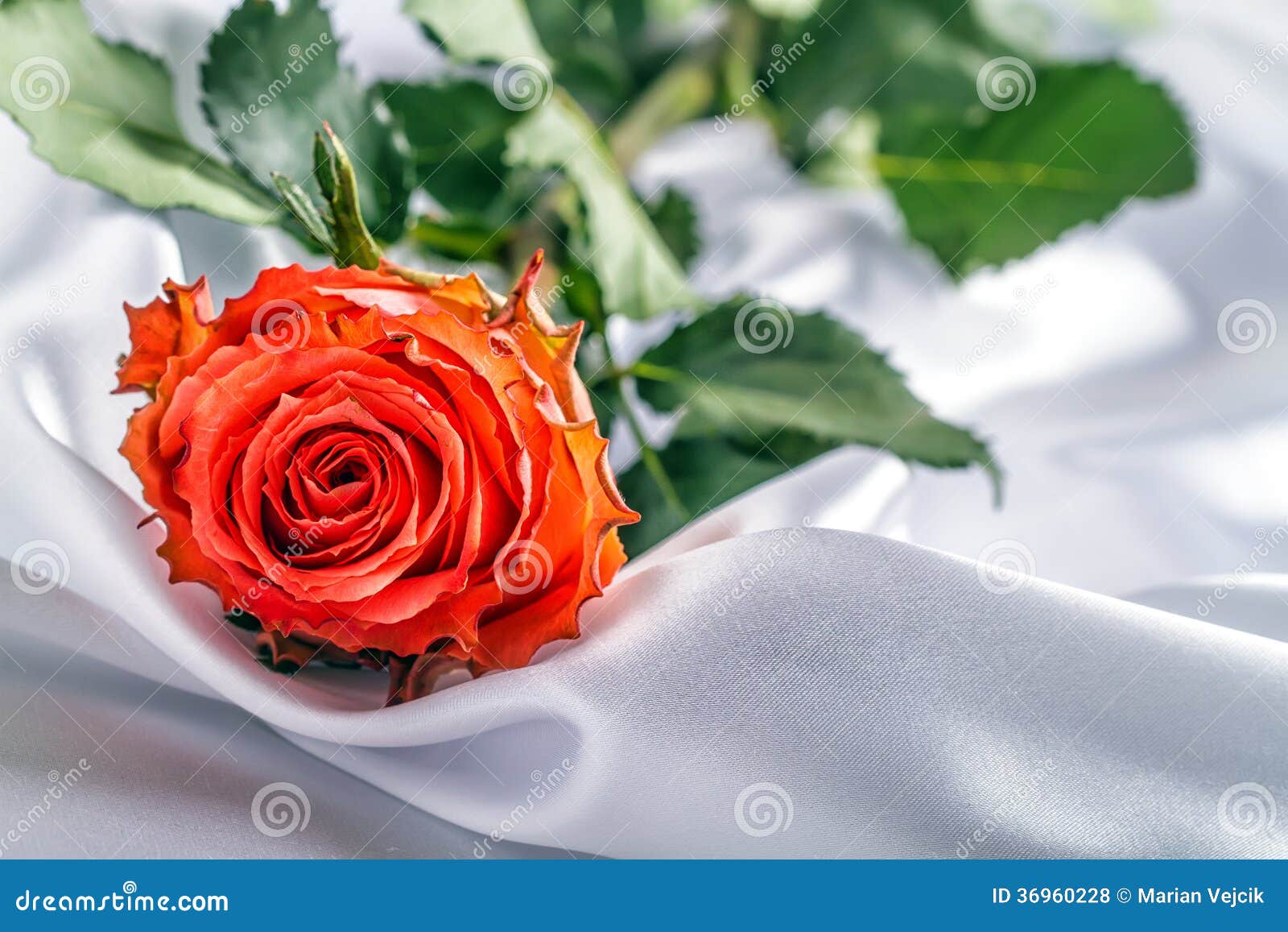 Rose on white satin. stock photo. Image of design, birthday - 36960228