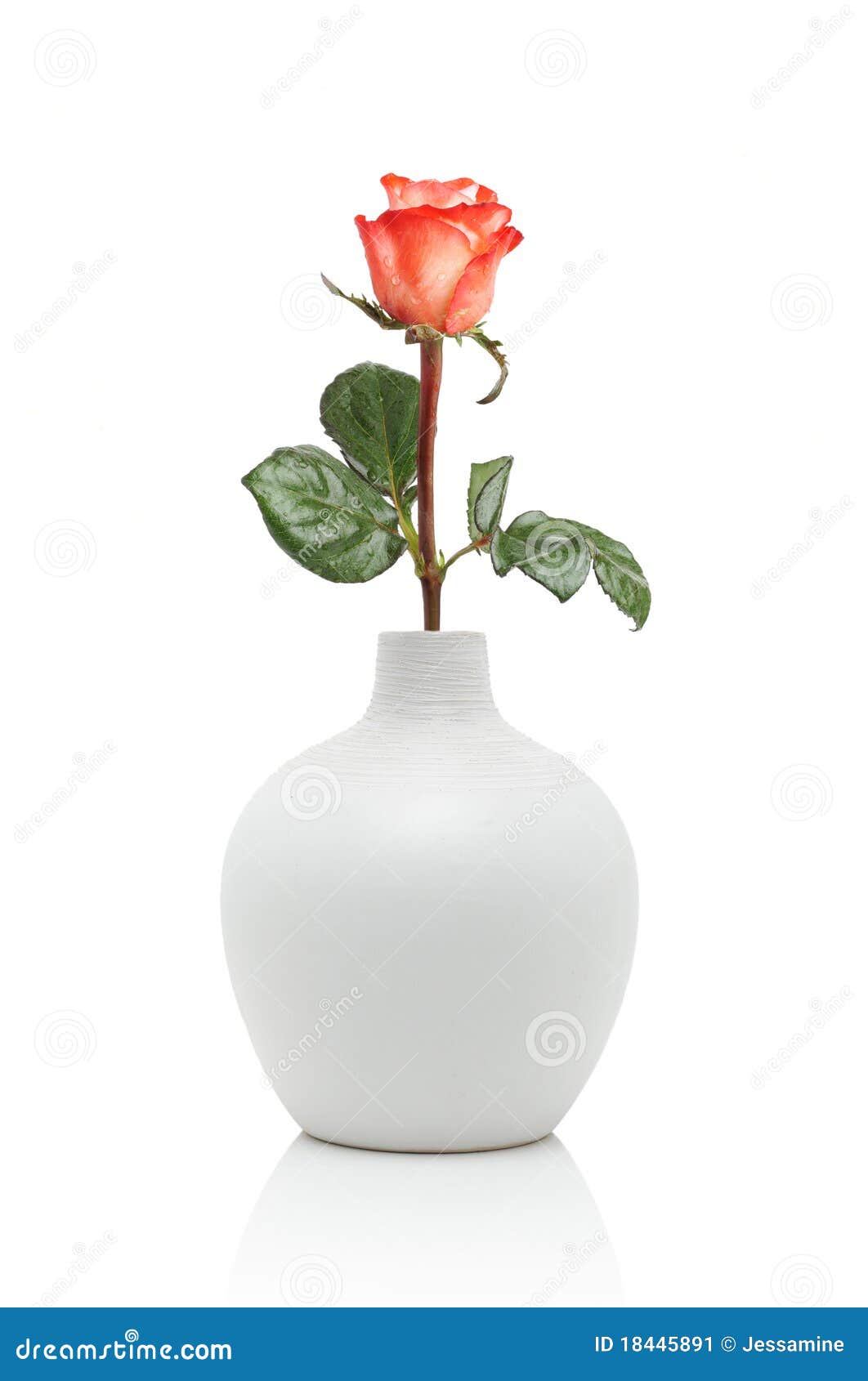 Rose in white vase stock image. Image of arrangement 18445891