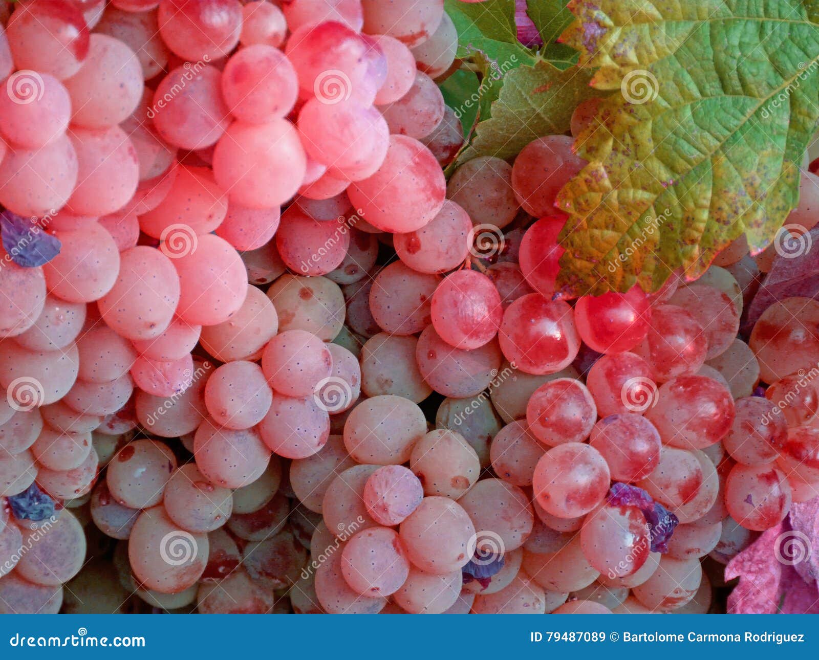Rose Wine Grapes with Green Leaves1 Stock Image Image of dawn