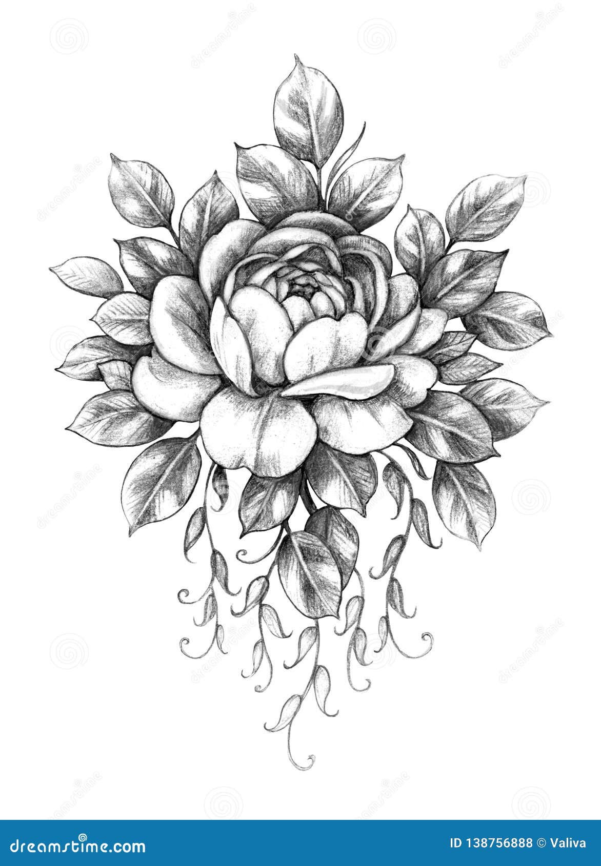 Rose Wish Leaves Pencil Drawing Stock Illustration