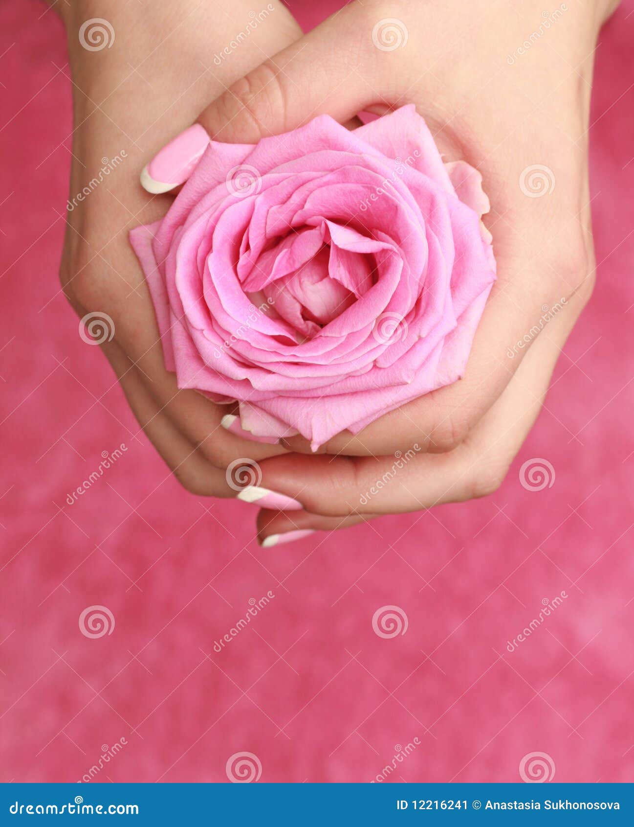 Rose in women s hands stock image. Image of activity - 12216241