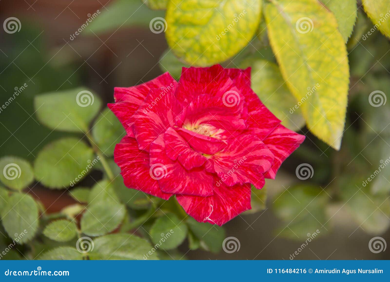 A Rose Pink Flower Mawar Berduri Bunga Mawar Stock Photo