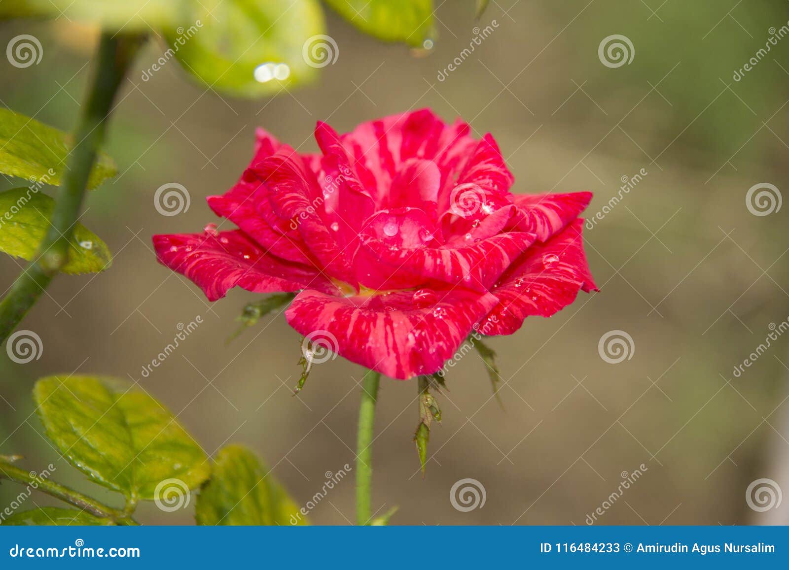 A Rose Pink Flower Mawar Berduri Bunga Mawar Stock Image