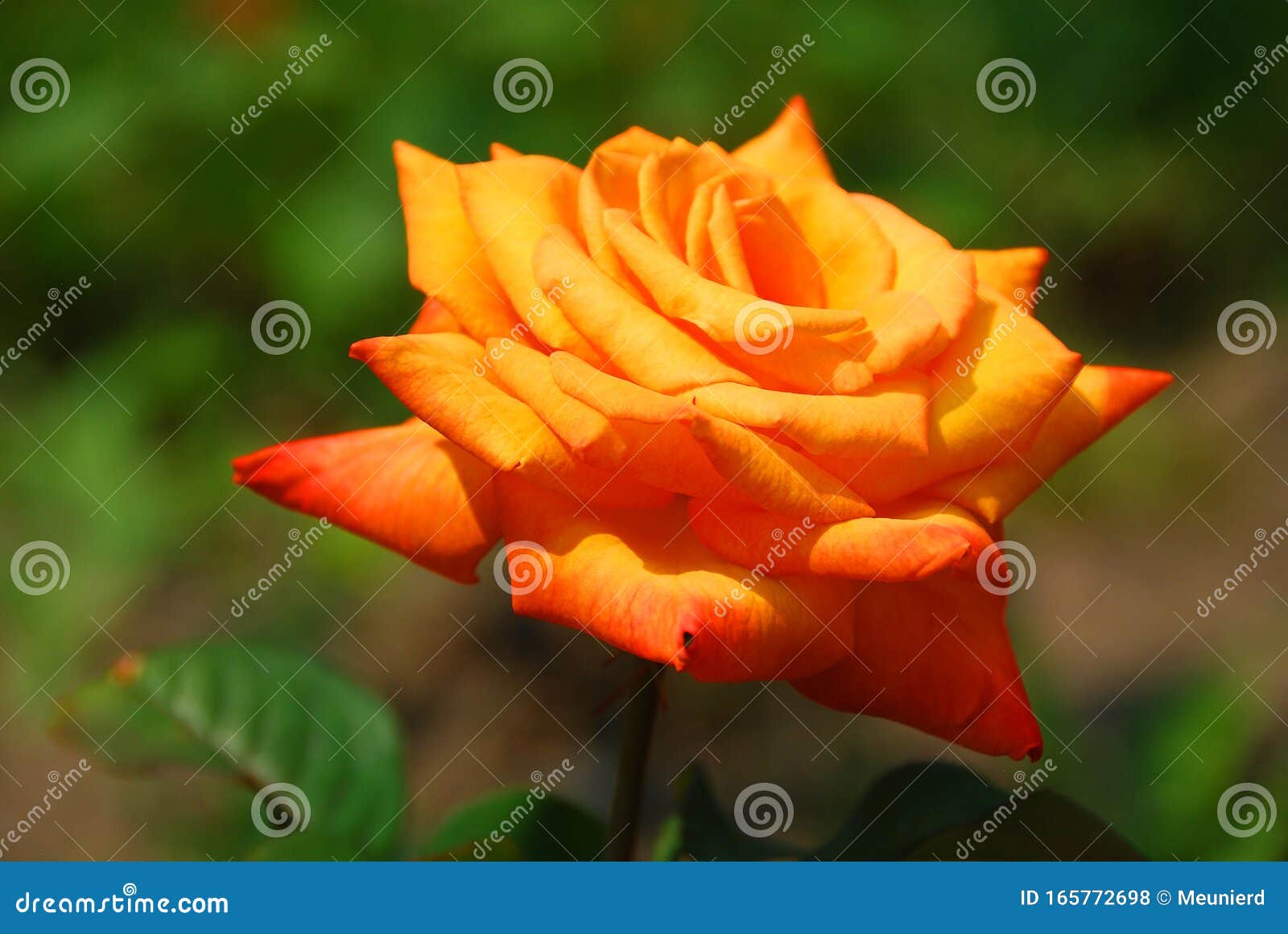 A Rose is a Woody Perennial Flowering Plant Stock Photo - Image of ...