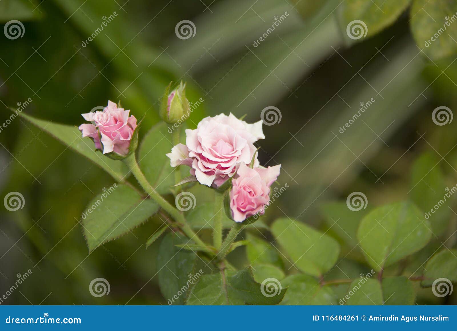 a rose pink flower. mawar berduri. bunga mawar.
