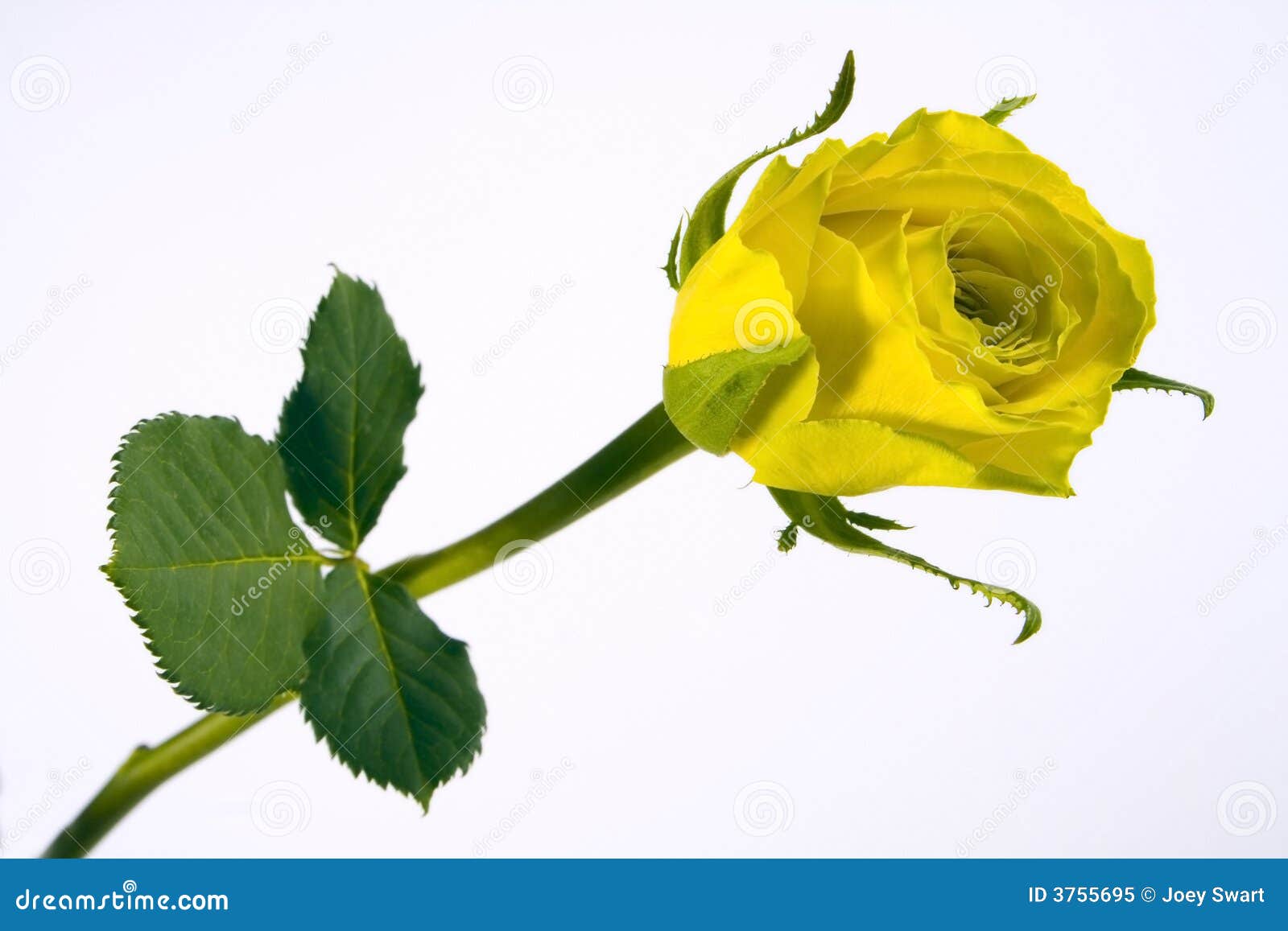 Rose yellow stock image. Image of floridness, floral, background 3755695