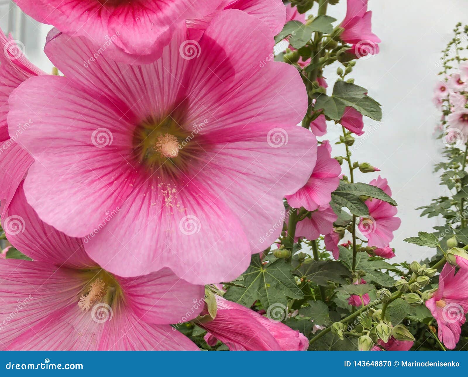 Rosea Bonito Macro Do Alcea, Malva Cor-de-rosa Ou Malva Rosa No Jardim Malva  Rosa Alta Da Flor Com Flores Enormes Foto de Stock - Imagem de malva, roxo:  143648870