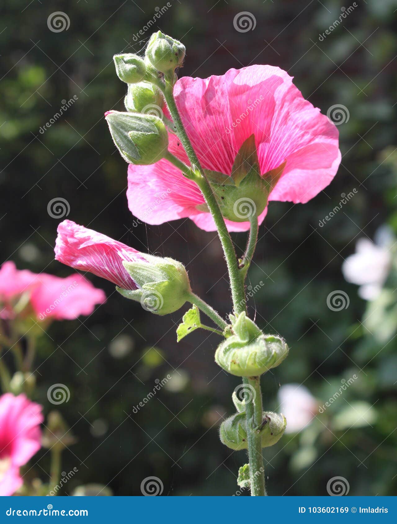 Rosea del Alcea immagine stock. Immagine di floreale - 103602169