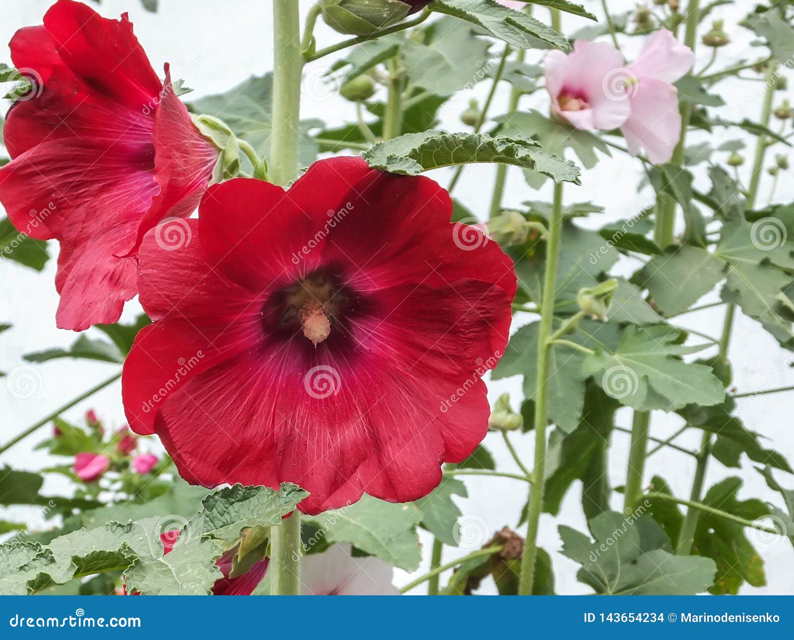 Rosea Rojo Hermoso Del Alcea, Malva Rosado O Malvarrosa Con La Flor Enorme  En El Jardín Foto de archivo - Imagen de fondo, macro: 143654234