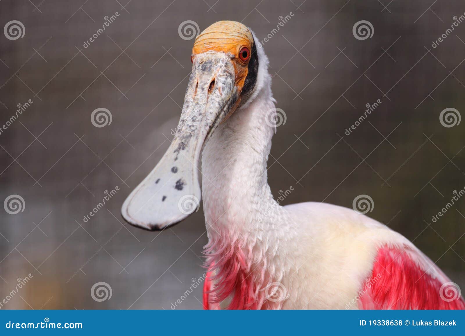 The detail of roseate spoonbill (Ajaja ajaja).