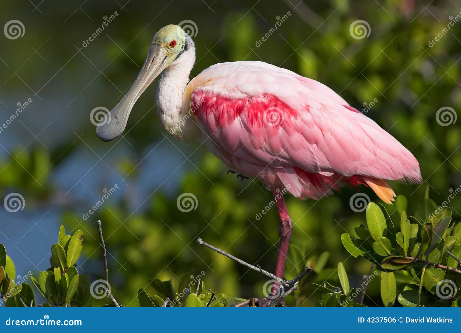 roseate spoonbill (ajaia ajaja)