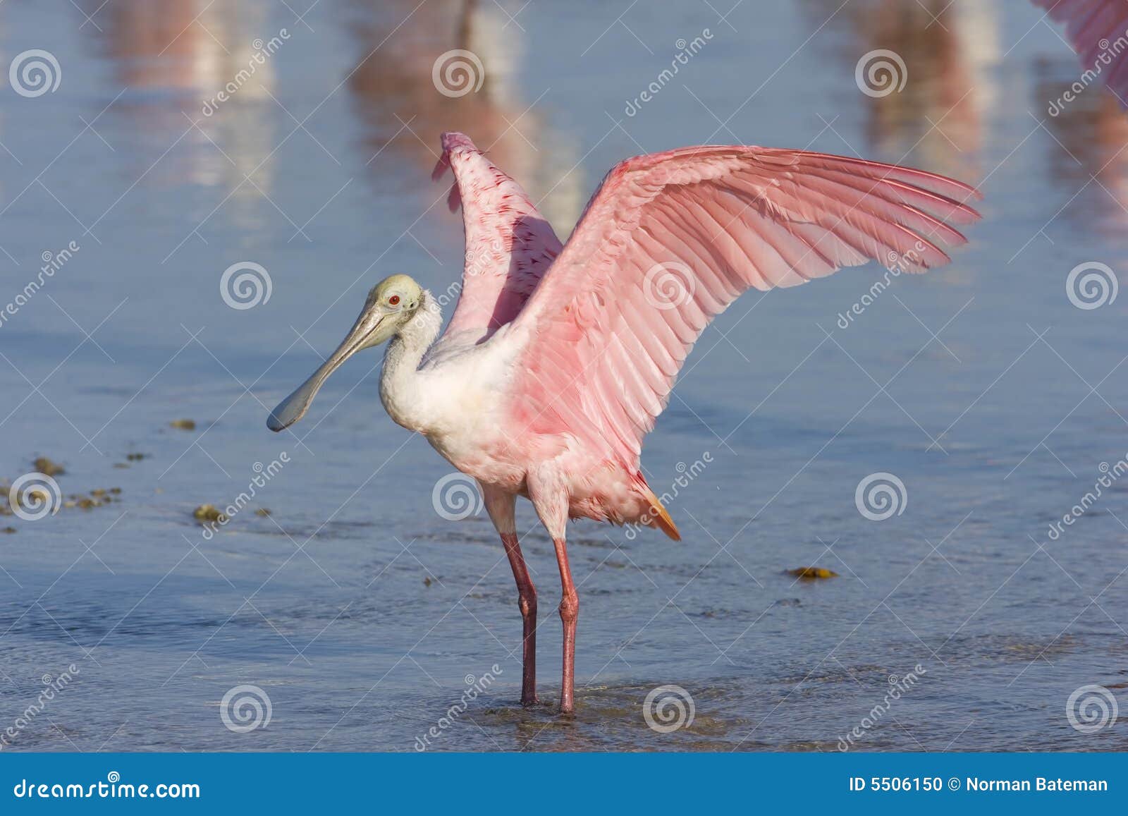 roseate spoonbill flapping his wings