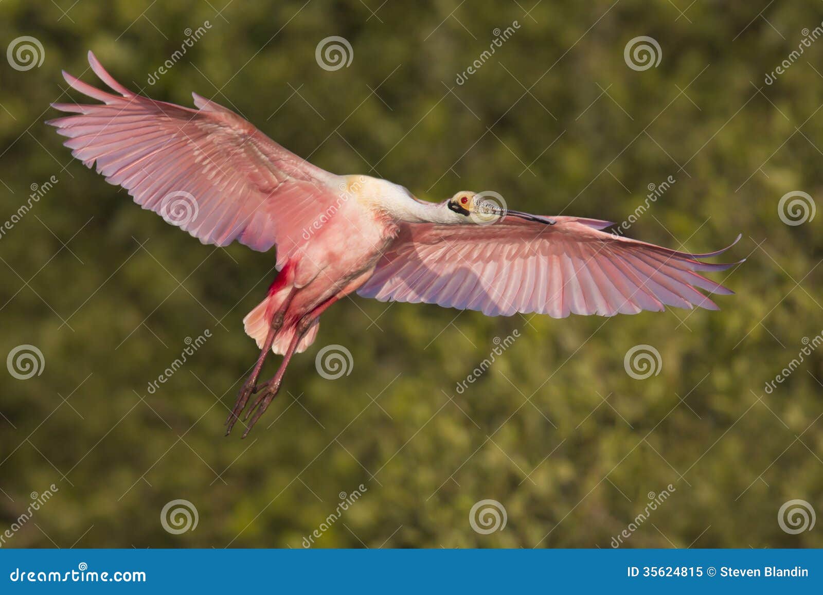roseate spoonbill in flight