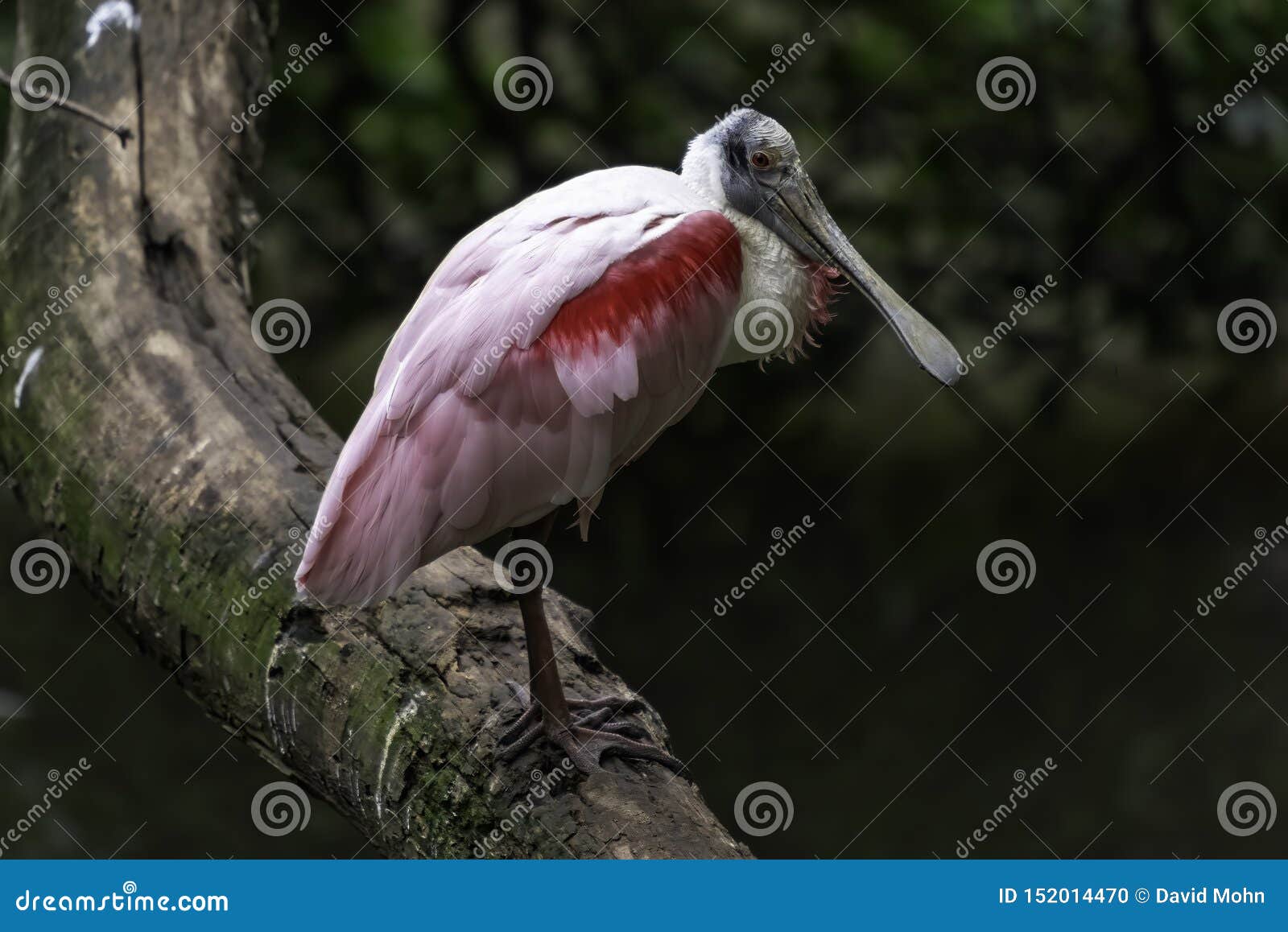 roseate spoonbill platalea ajaja basking in the sun