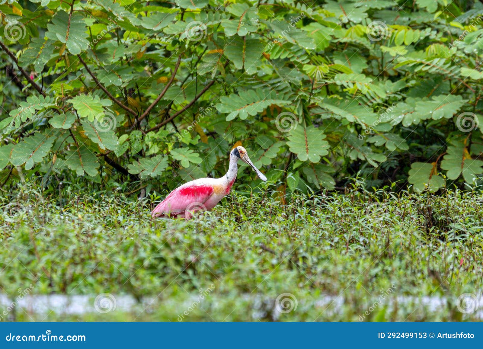 roseate spoonbill - platalea ajaja, refugio de vida silvestre cano negro, wildlife and bird watching in costa rica