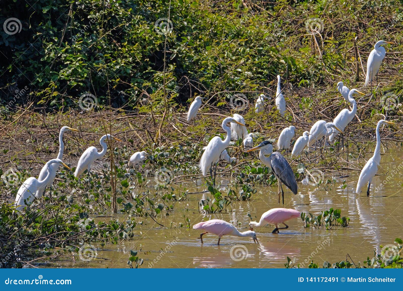 roseate spoonbills, platalea ajaja, cocoi heron, ardea cocoi and great egrets, egretta alba, pantanal, brazil