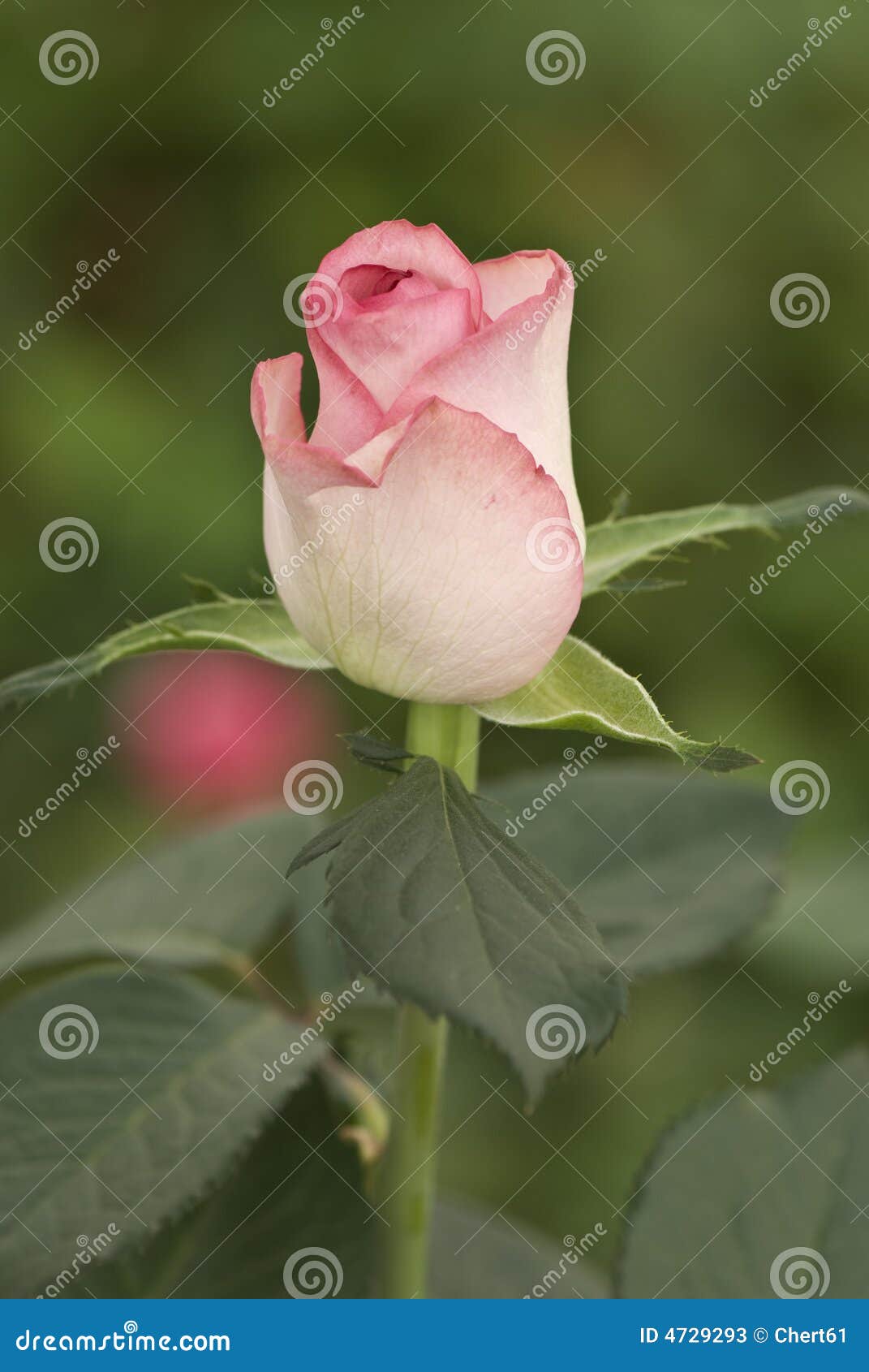 Rosebud stock image. Image of nature, petal, flower, focus 4729293