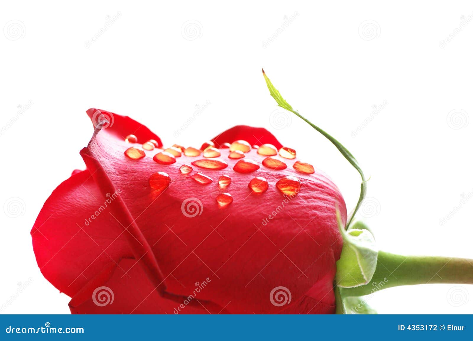 Rosebud with water drops stock photo. Image of bouquet 4353172