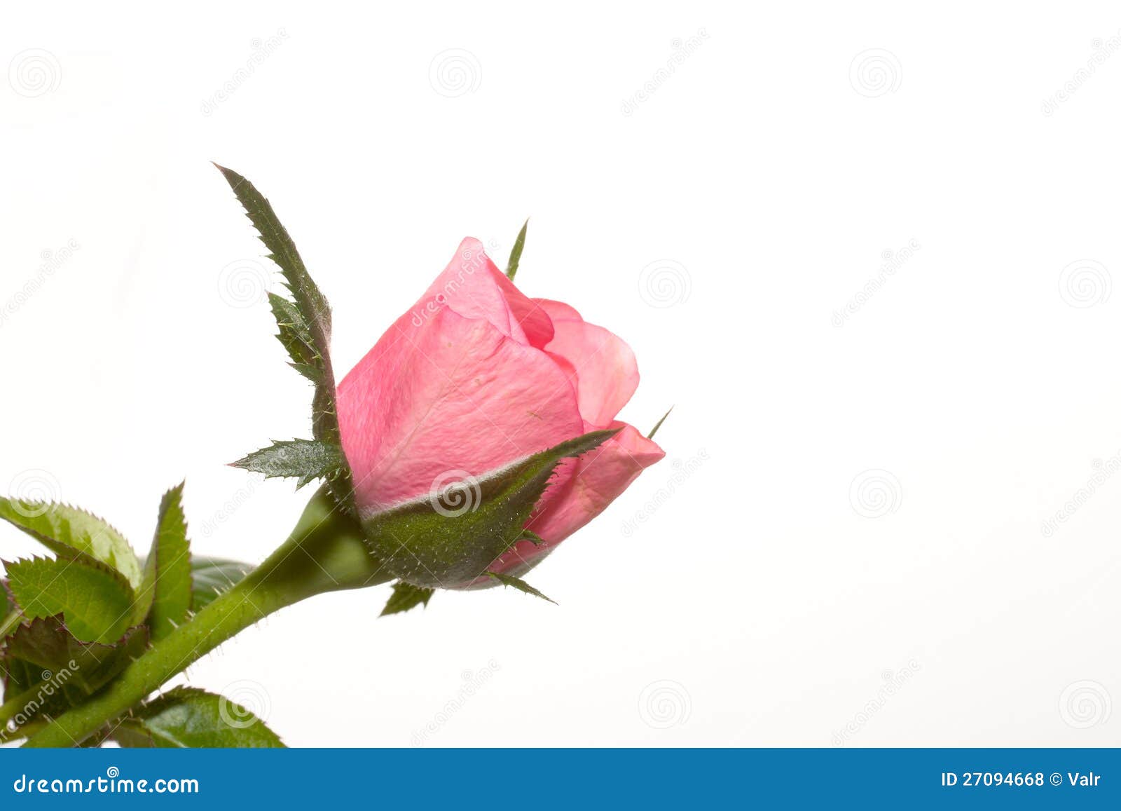 Rosebud on the White Background Stock Photo Image of bouquet, herb