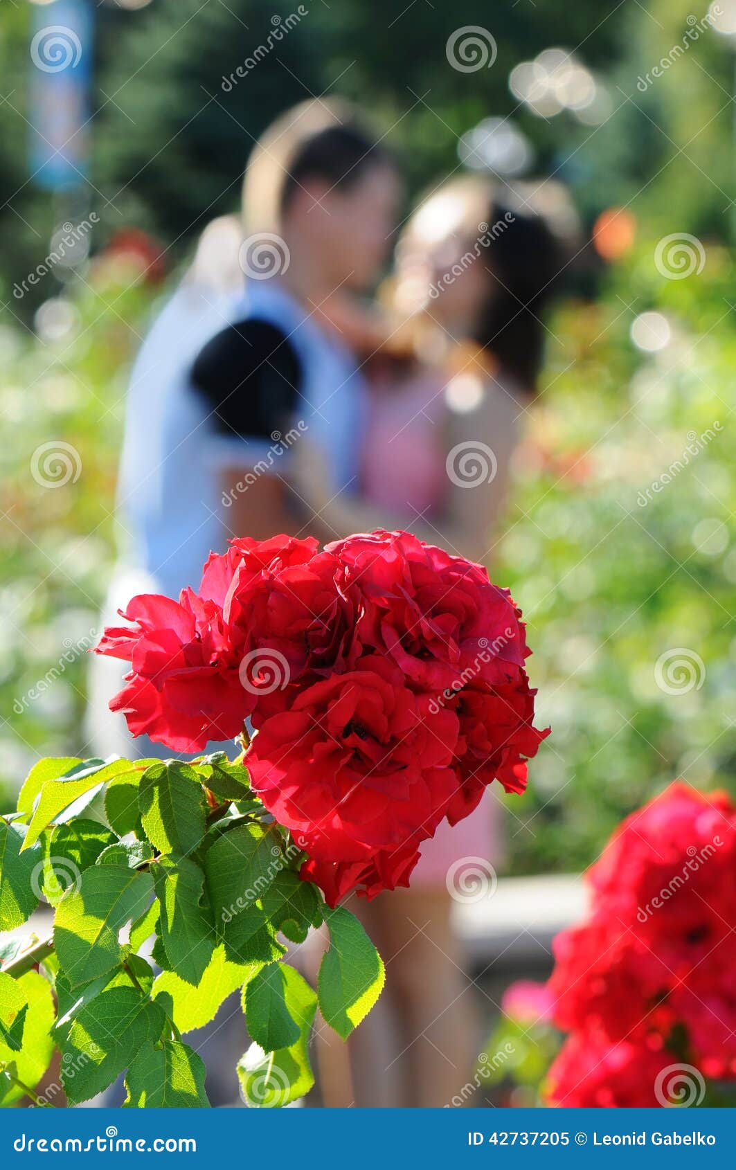 rosebush also kiss couple