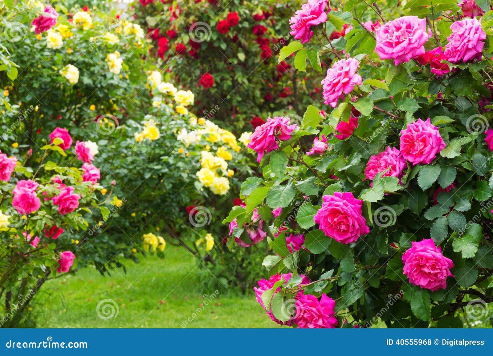 rosebush