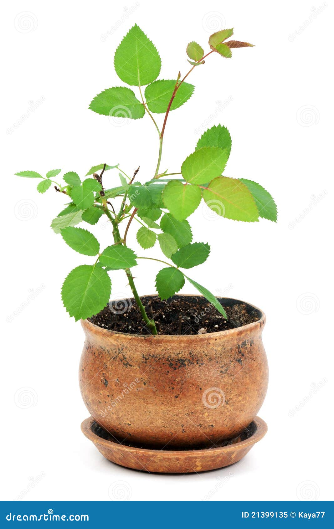 rosebush in a golden pot