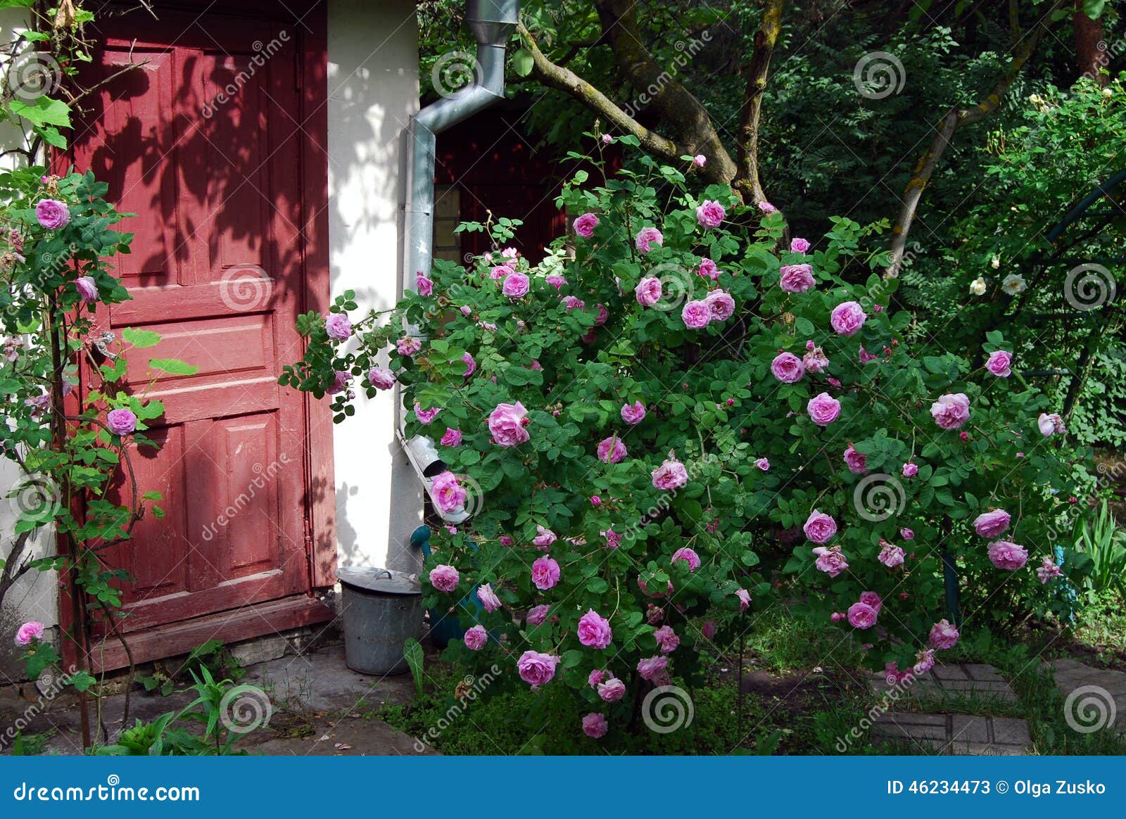 rosebush with pink flowers
