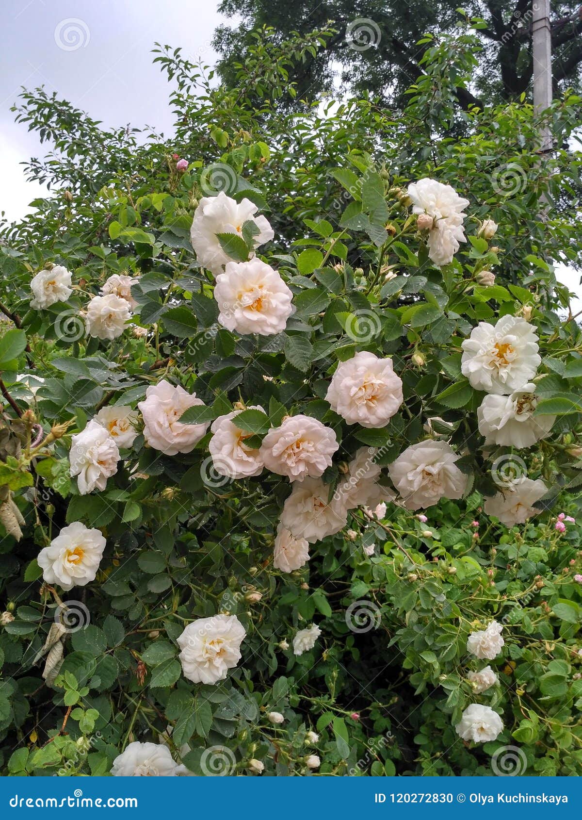 Rosebush stock photo. Image of whiterose, rose, leaf 120272830