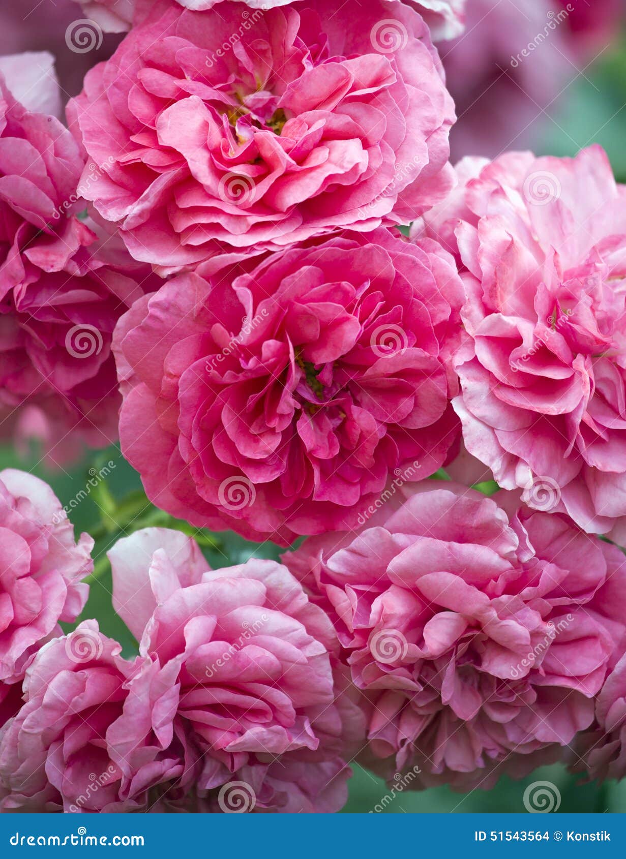 Rosebush stock photo. Image of color, life, green, backgrounds 51543564