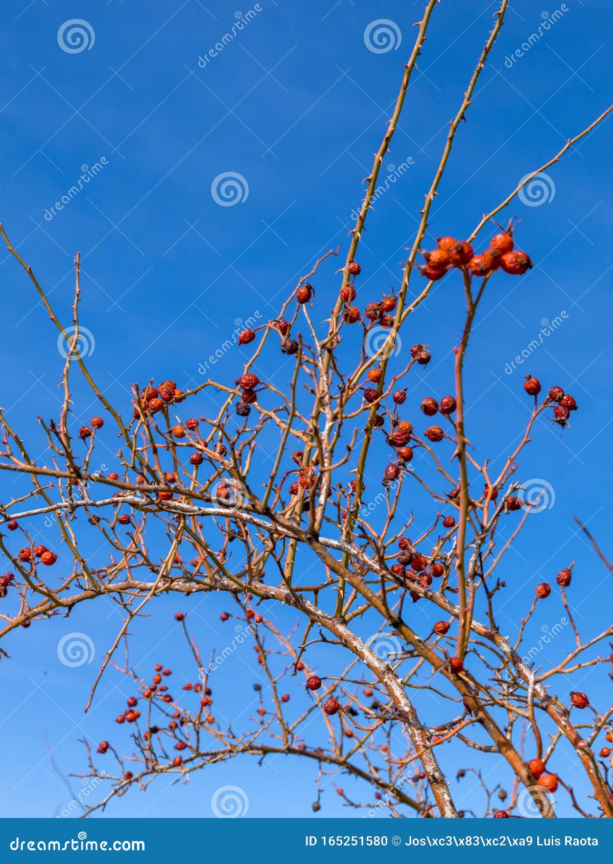 the rosehip, also called rose haw and rose hep