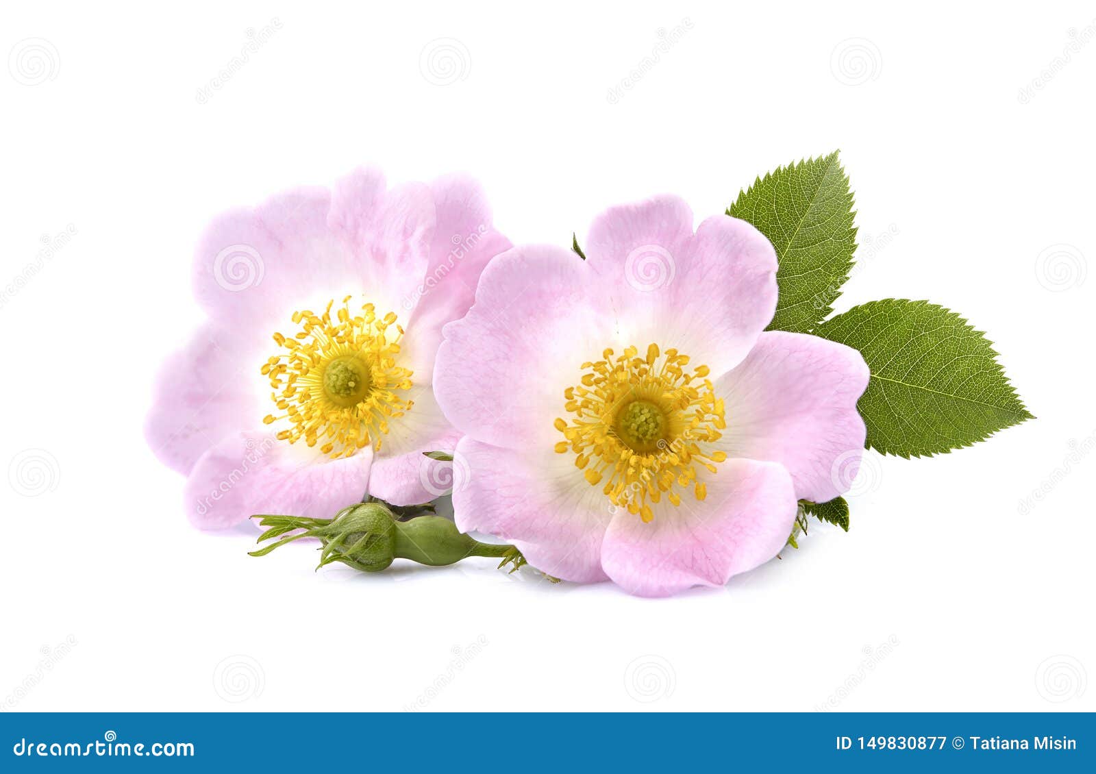 Rosehip Flowers with Leaves on White Background. Herbal Medicine Stock ...