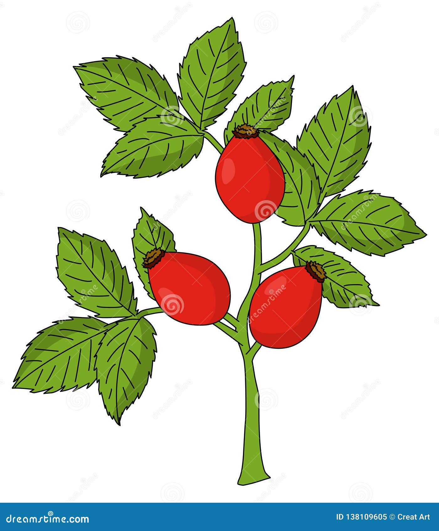 Rosehip Illustration Vector Stock Vector Illustration of nature