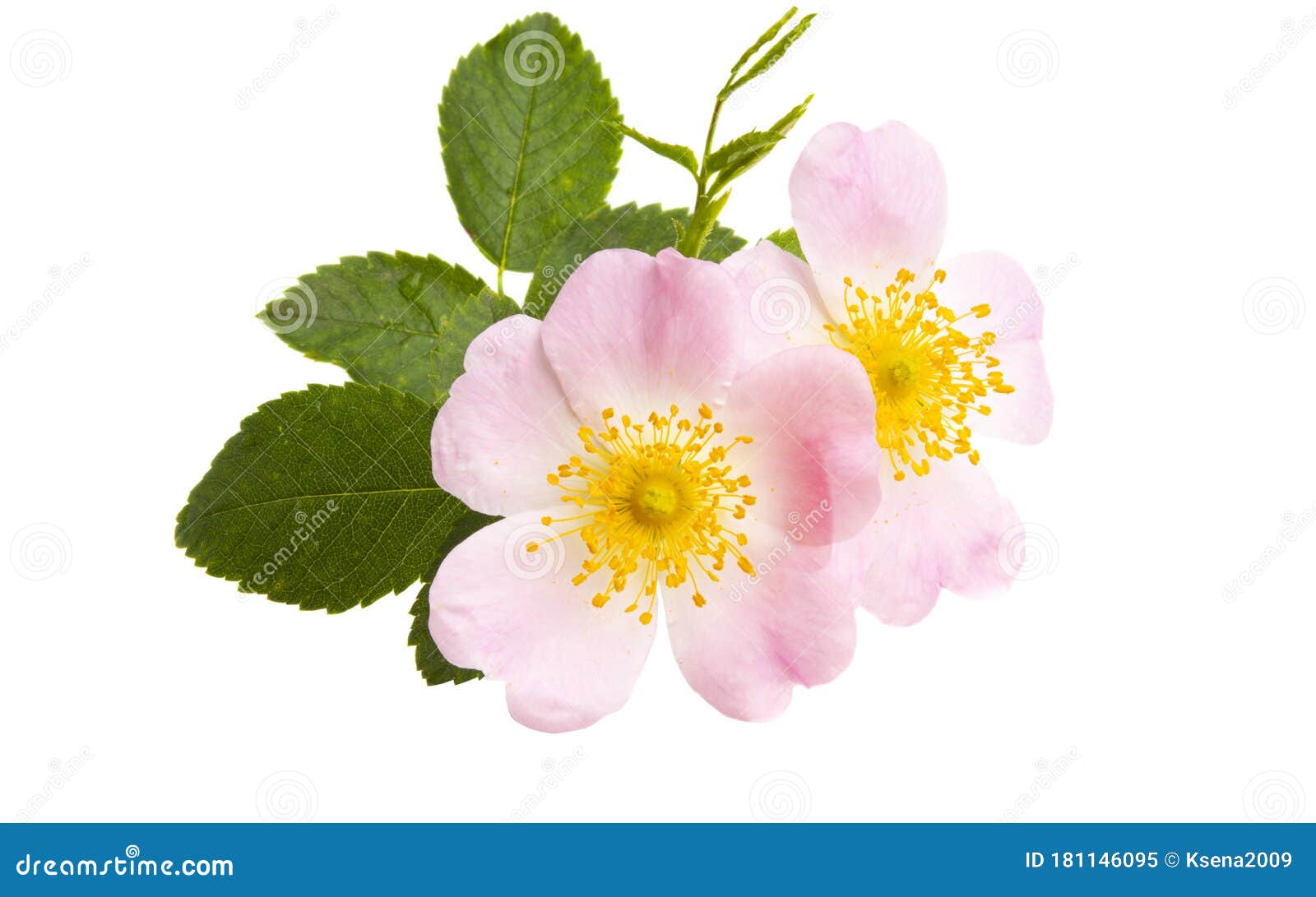 Rosehip rose isolated stock image. Image of floral, isolated - 181146095