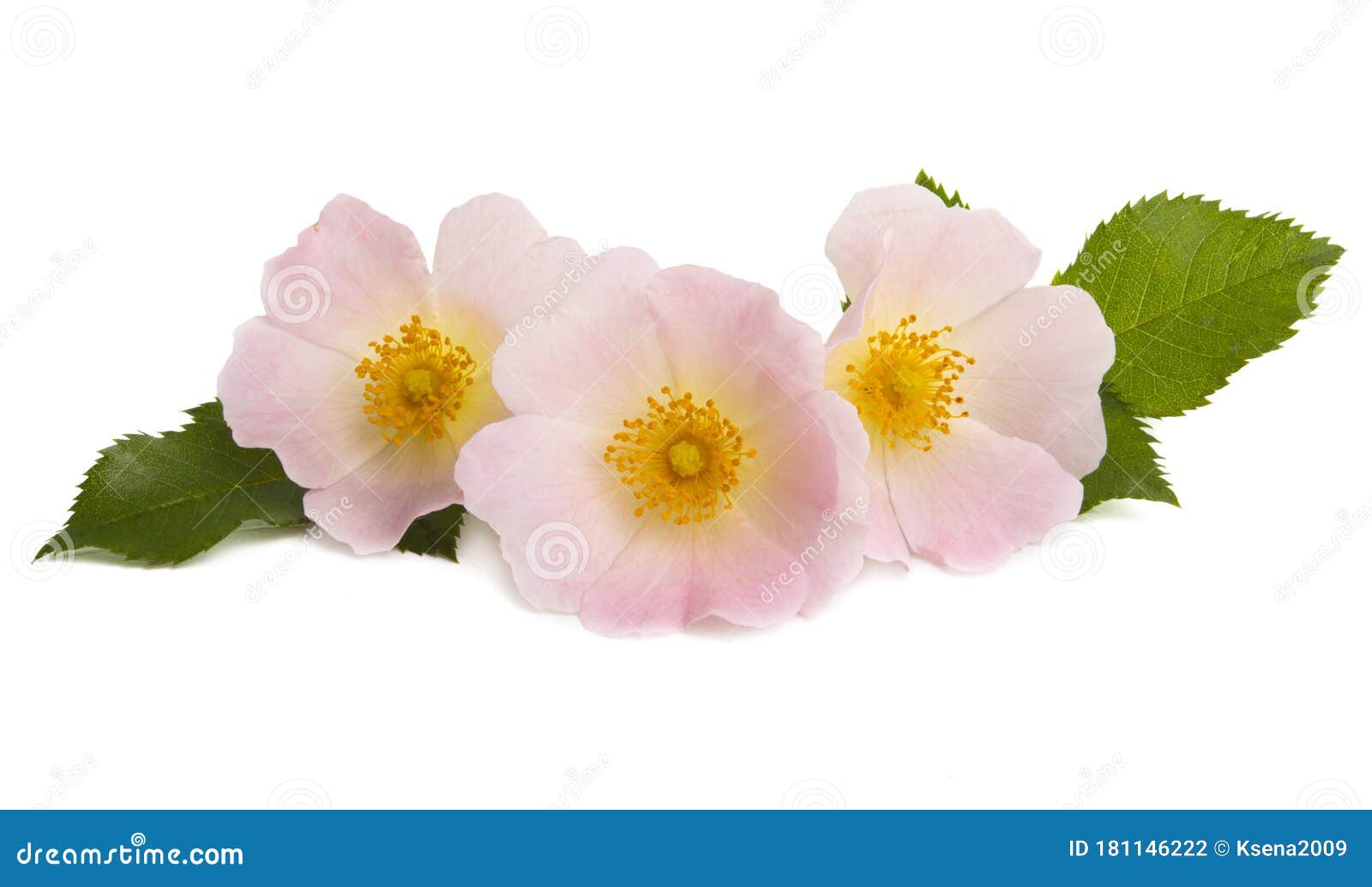 Rosehip rose isolated stock photo. Image of floral, background - 181146222