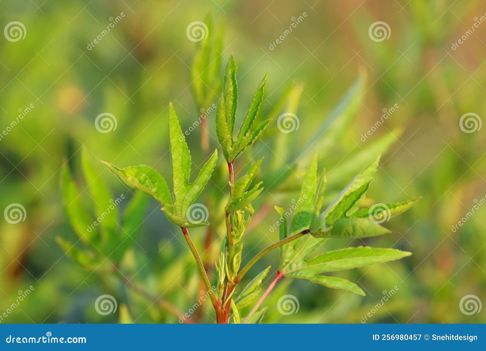 rosella plant with a natural background in the farm