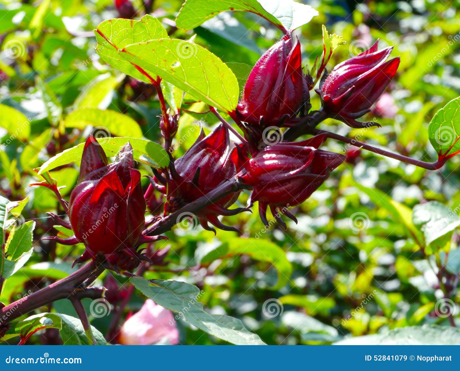 Roselle : Hibiscus sabdariffa