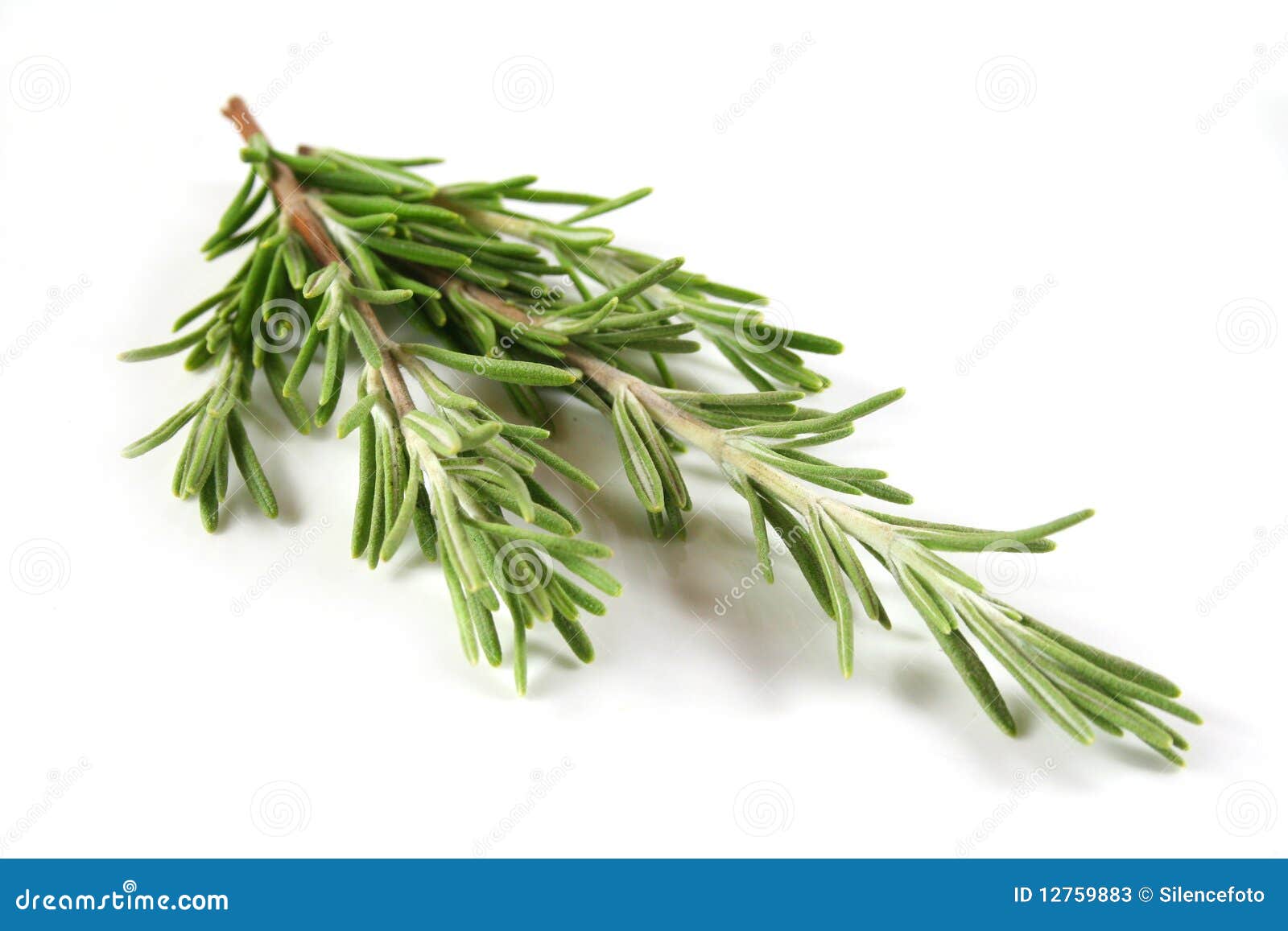 Rosemary stock image. Image of herbs, plant, spicy, cooking 12759883
