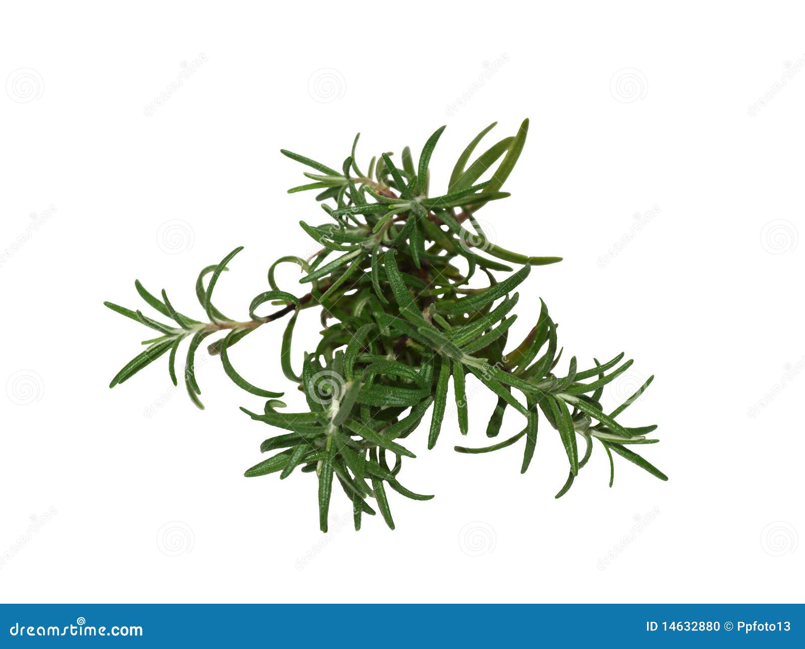 Rosemary stock photo. Image of flavor, cooking, herb 14632880