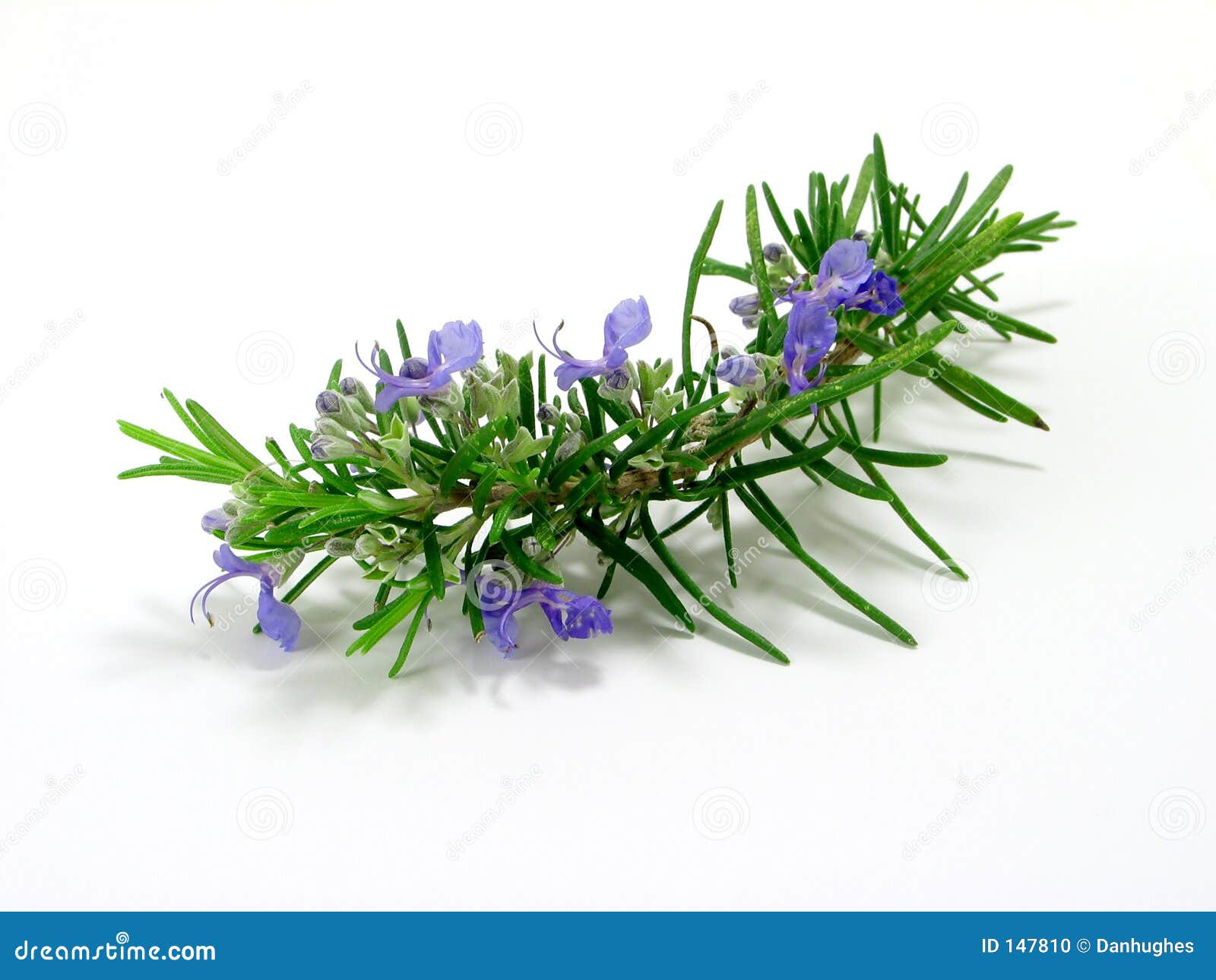 rosemary