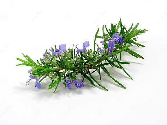 Rosemary stock photo. Image of sent, greek, oils, herbal - 147810