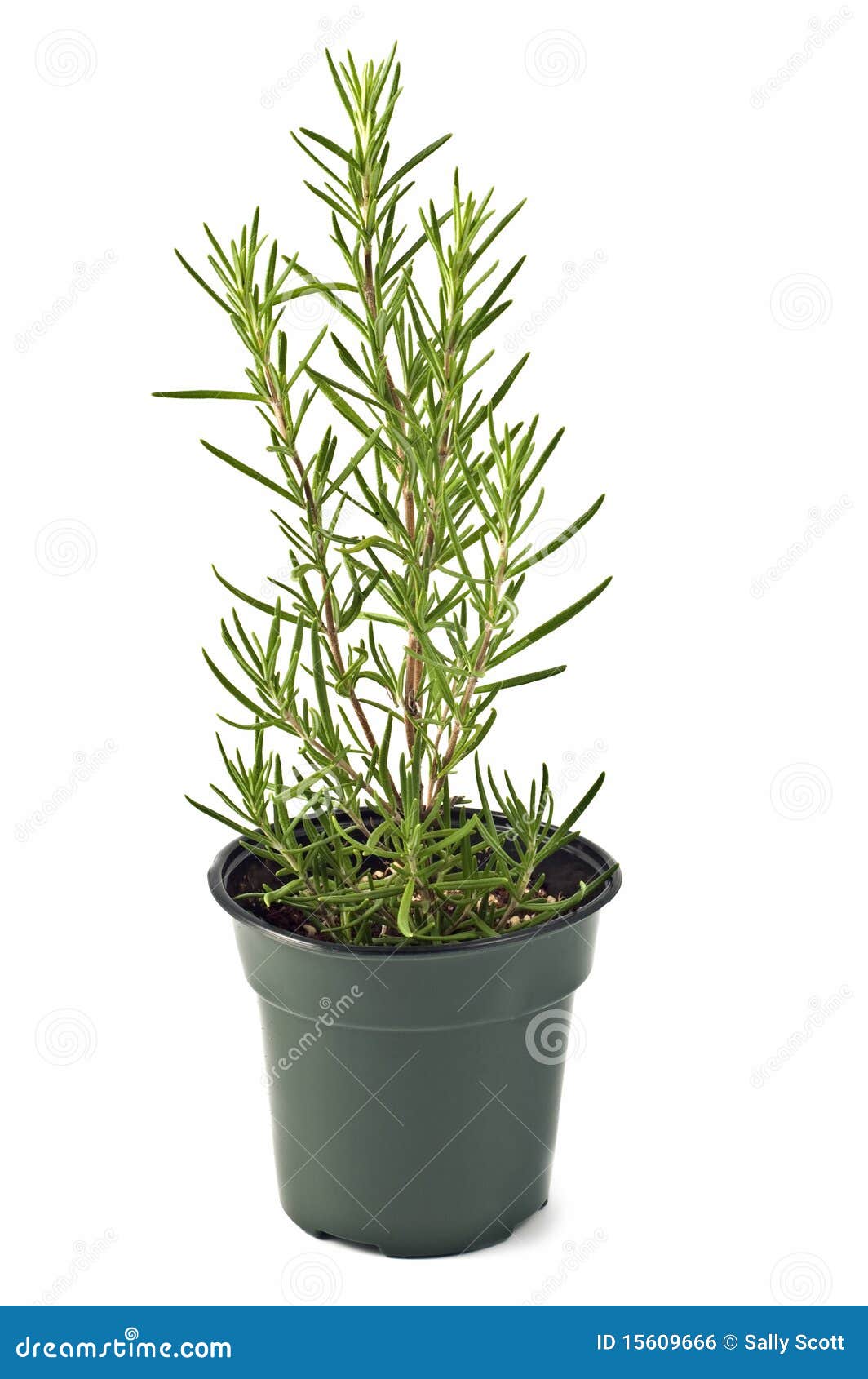 Rosemary che cresce in un POT isolato su priorità bassa bianca nel formato verticale