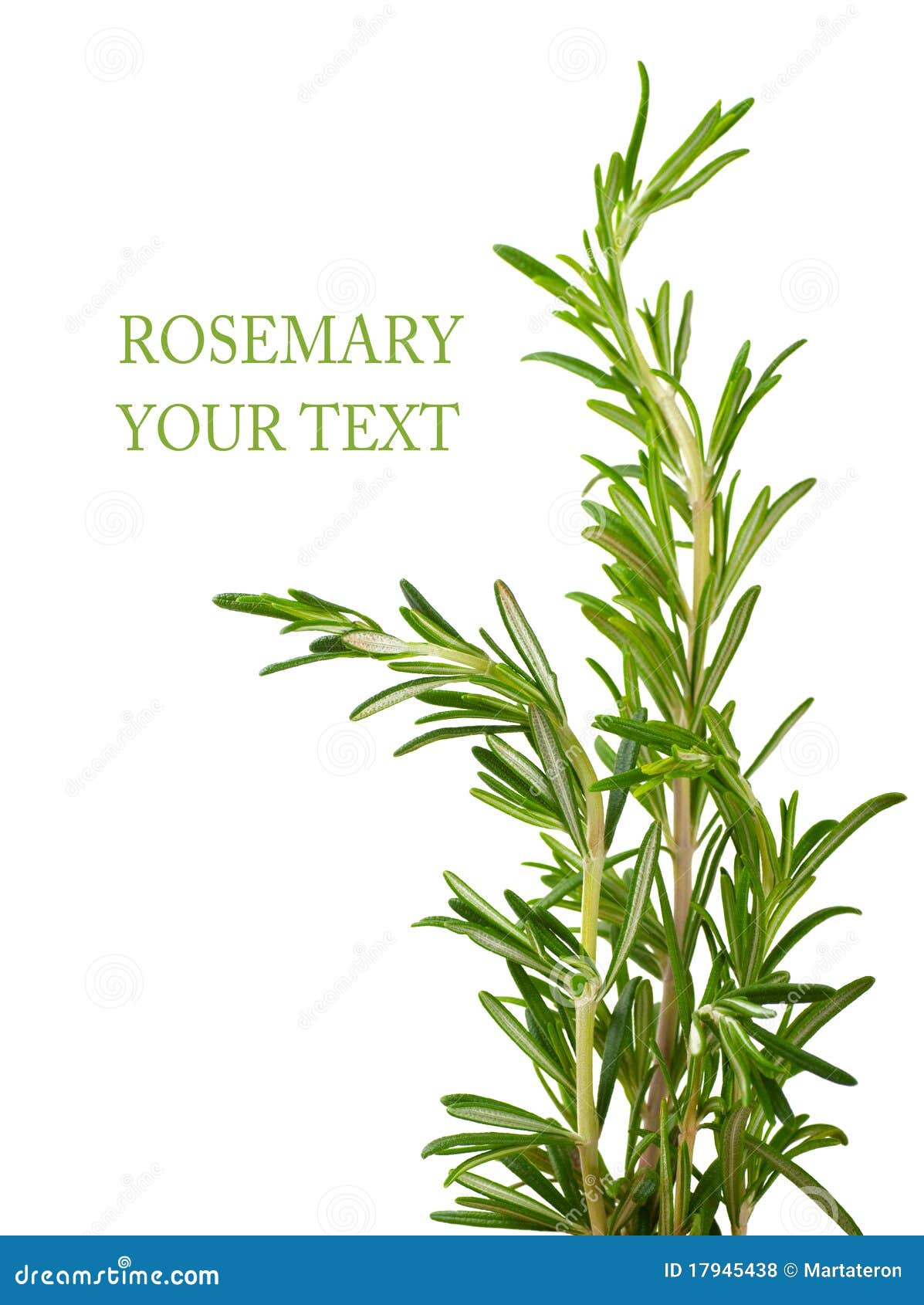 Rosemary stock photo. Image of spices, bush, southern 17945438