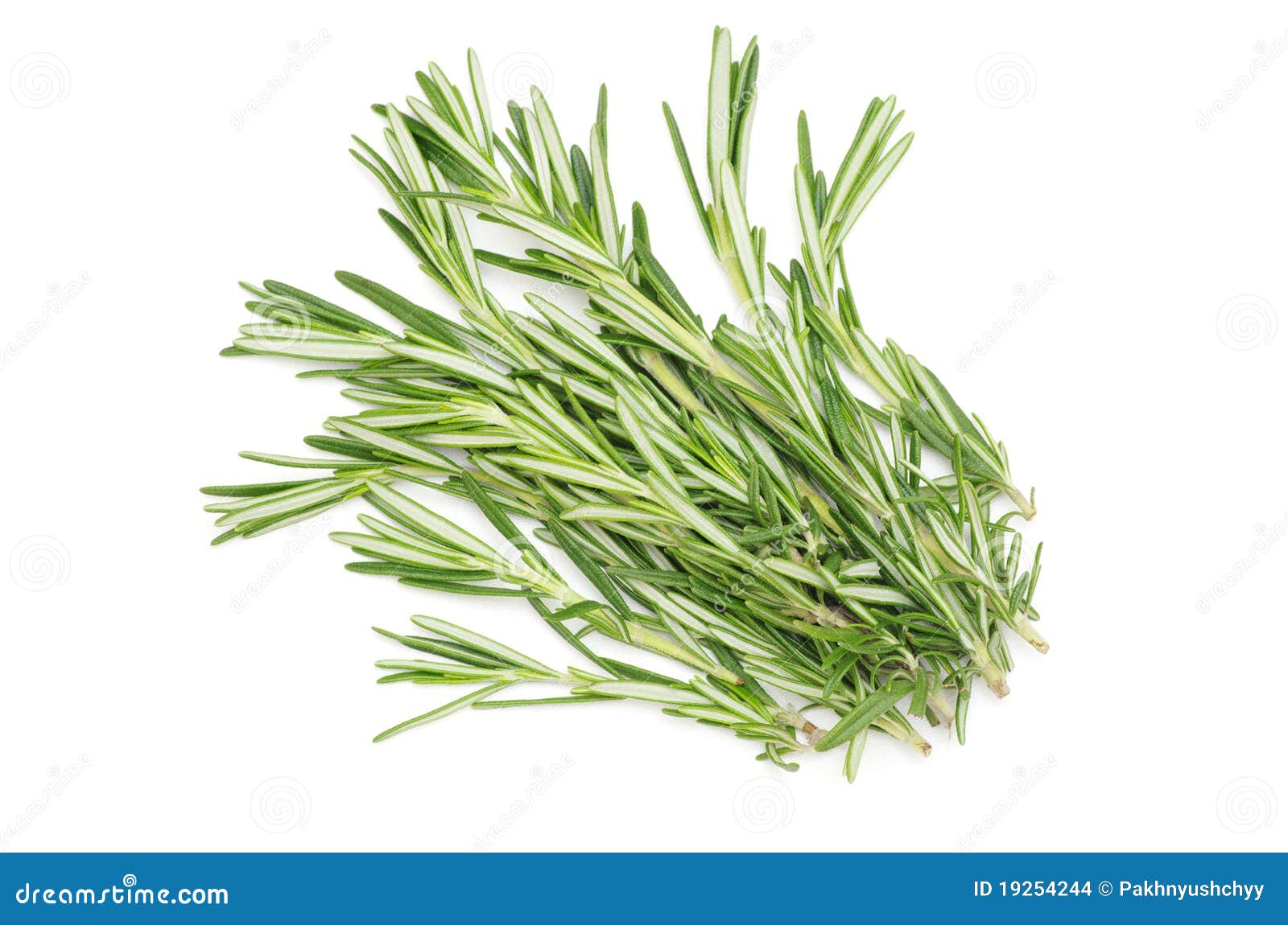 Rosemary stock photo. Image of plant, aromatic, ingredient 19254244