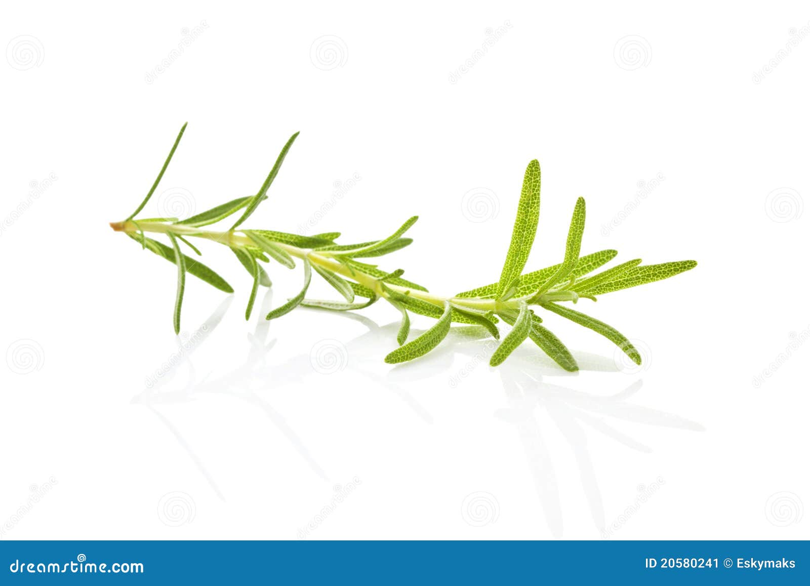 Rosemary. imagen de archivo. Imagen de ingrediente, cocina 20580241