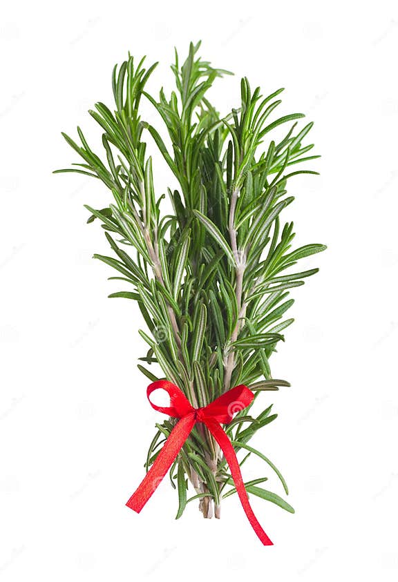 Rosemary stock image. Image of rumple, flavoring, kitchen 23790257